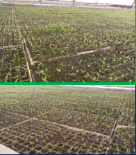 1515667758302957gKVc.png blob.png